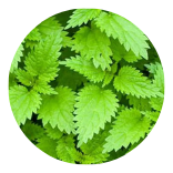 Nettle Leaf Extract