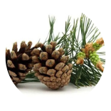 Pine Bark Extract